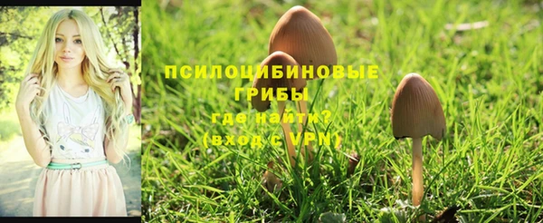 прущие грибы Вязники